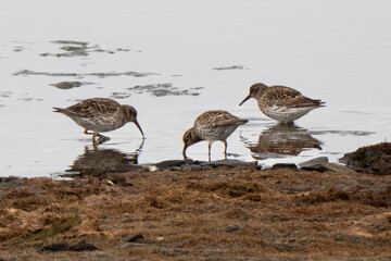 Bécasseau violet, Calidris maritima, Purple Sandpiper
