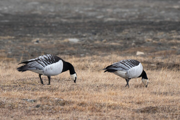 Bernache nonnette, Branta leucopsis, Barnacle Goose, Longyearbyen, Spitzberg, Svalbard, Norvège