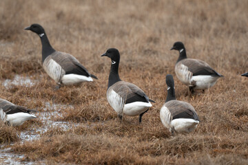Bernache cravant,Branta bernicla, Brant Goose,