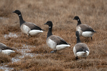 Bernache cravant,Branta bernicla, Brant Goose,