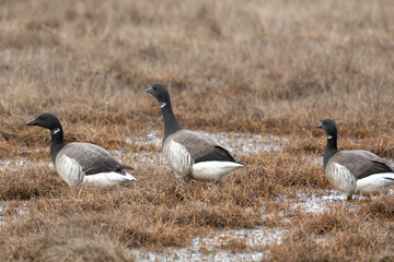 Bernache cravant,
Branta bernicla, Brant Goose,