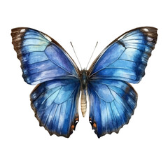 watercolor of Blue Morpho Butterfly, vector high quality, isolated on a white background.