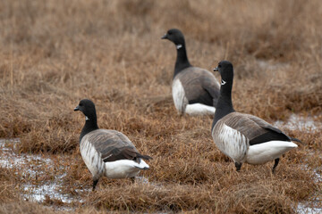 Bernache cravant,Branta bernicla, Brant Goose,