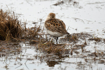 Bécasseau violet, Calidris maritima, Purple Sandpiper