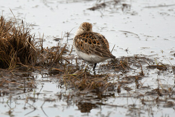 Bécasseau violet, Calidris maritima, Purple Sandpiper