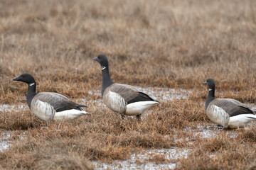 Bernache cravant,Branta bernicla, Brant Goose,
