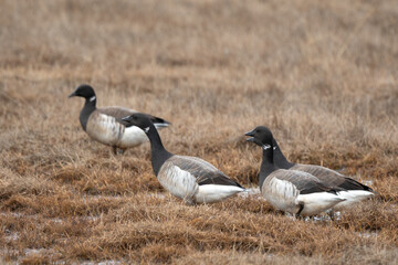 Bernache cravant,Branta bernicla, Brant Goose,