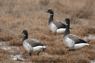 Bernache cravant,
Branta bernicla, Brant Goose,