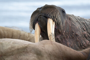 Morse, Odobenus rosmarus, Spitzberg, Svalbard, Norvège