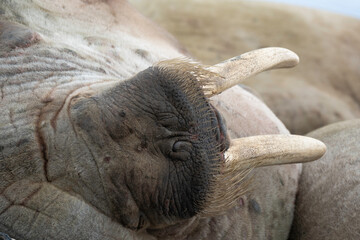 Morse, Odobenus rosmarus, Spitzberg, Svalbard, Norvège