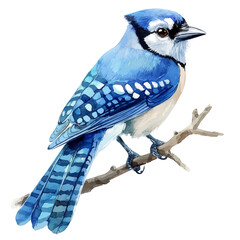 Blue Jay Close Up, watercolor illustration vector, high quality, isolated on a white background.