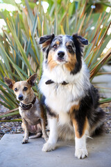 Chihuahua and an Australian Shepherd sitting together outside with mouths closed