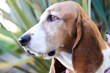 Horizontal Basset Hound head profile looking to the left outside