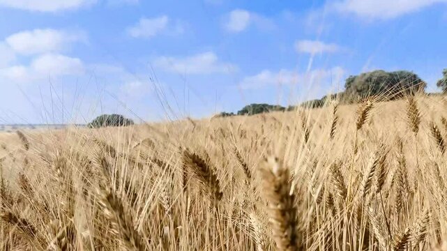Acecho escondido en campo de trigo sobre espigas Doradas 