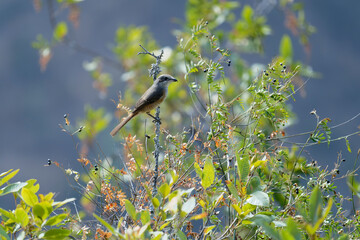 bird on the branch