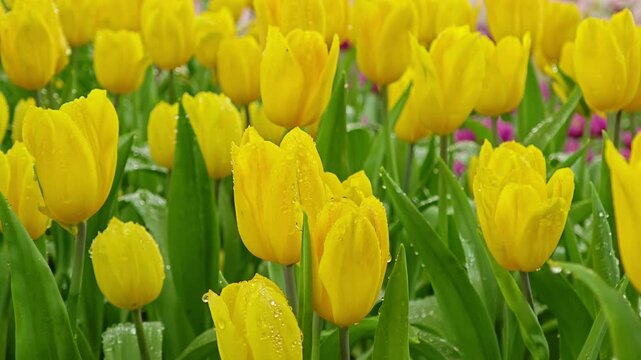 Spring blossoming, yellow tulips in the garden.