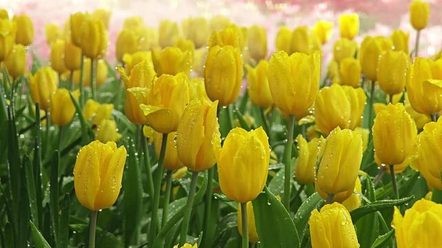 Yellow tulip field landscape with dew drop.