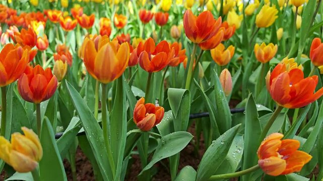Beautiful orange tulip flowers. Bouquet of spring flowers.