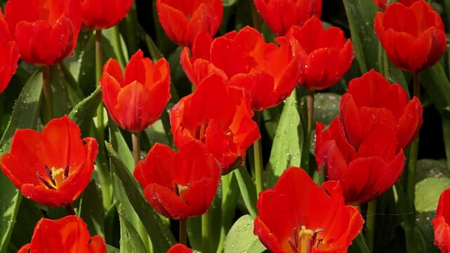 Red tulip flowers field. Beautiful.