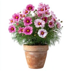 Fototapeta premium Pink cosmos flowers in a pot on a white background isolated on white background