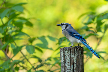 A bluejay perched on a fence post