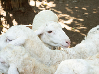 Animal Sheep and Goats Feed for Eid al-Adha in Islam. Goats to be slaughtered during the Eid al-Adha celebration, Eid al-Qurban celebration involves slaughtering goats.