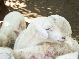 Animal Sheep and Goats Feed for Eid al-Adha in Islam. Goats to be slaughtered during the Eid al-Adha celebration, Eid al-Qurban celebration involves slaughtering goats.