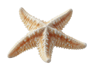 PNG Detailed close-up of a textured starfish with spiny surface