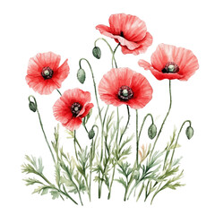 Obraz premium Blooming Poppies Wide Field, watercolor drawing vector, high quality, isolated on a white background.
