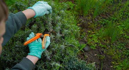 Fototapeta premium With gloved hands, shears are used to prune lavender bushes. Seasonal gardening work includes trimming.