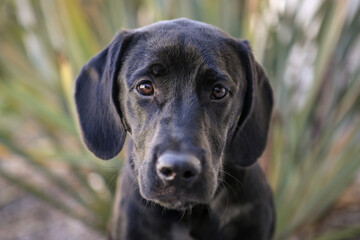 Black lab puppy sitting looking at the camera with puppy dog eyes and mouth closed outside