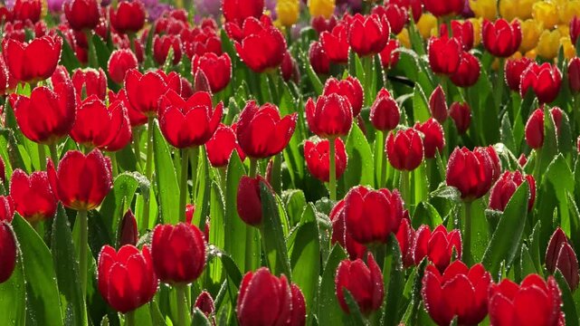 Red tulips grow and bloom in garden.