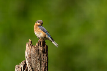 A bluebird perched on a dead tree stump