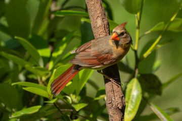 A female cardinal perched on a dead tree branch