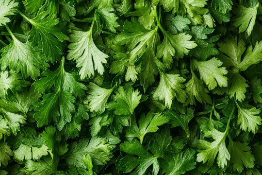 Fresh parsley leaves are captured in stunning detail, highlighting their intricate texture and vibrant green color. This macro shot showcases nature's beauty