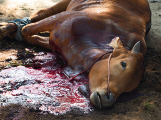 Close up of the cow after being slaughtered on Eid al-Adha. Condition of the cow after being...
