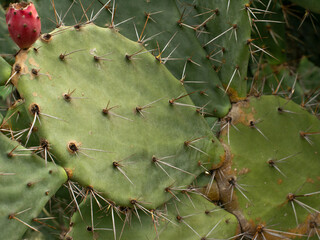 flat cactus tree on the mountain. green flat cactus.