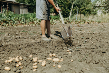 Portrait of a man digging potatoes in a vegetable garden.