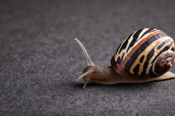 Closeup of small snail with striped brown and beige shell crawling on dark textured surface, showing its antennae and moist body in detail