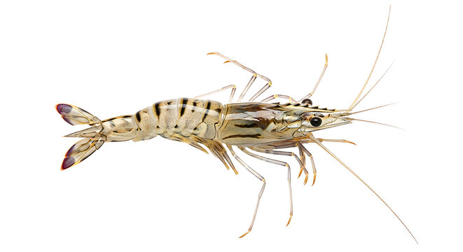 Detailed Closeup of a Black Tiger Shrimp Aquatic Crustacean