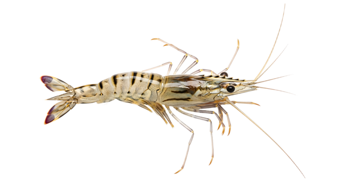 Detailed Closeup of a Black Tiger Shrimp Aquatic Crustacean