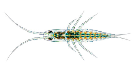 Detailed Microscopic View of a Copepod