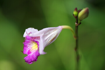 Beautiful Pink and White Orchid Flower on Green Background