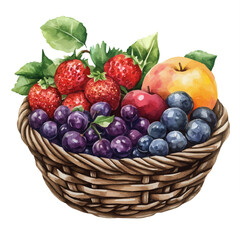 Berry And Stone Fruit Basket, watercolor painting vector, high quality, isolated on a white background.