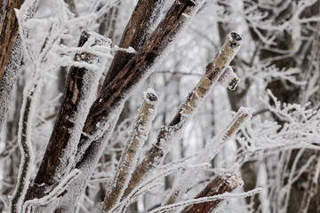 dettagli di piante, rami ed alberi ghiacciati ed innevati in un bosco naturale di montagna, in...