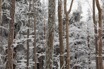 Fototapeta premium dettagli di una foresta di montagna in Slovenia con gli alberi ghiacciati e ricoperti di neve, di giorno, in inverno, dopo una nevicata