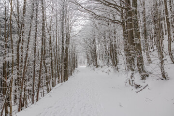 vista panoramica su di una grande foresta in un ambiente di montagna con il terreno completamente innevato, in Slovenia, di giorno, in inverno