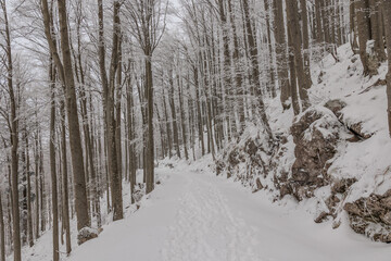 vista panoramica su di una grande foresta in un ambiente di montagna con il terreno completamente innevato, in Slovenia, di giorno, in inverno