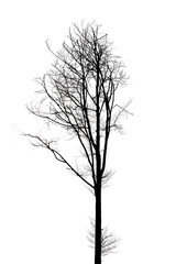 sagoma nera di albero reale, spoglio, in inverno, scontornato su sfondo trasparente