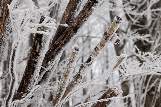 dettagli di piante, rami ed alberi ghiacciati ed innevati in un bosco naturale di montagna, in Slovenia, in inverno